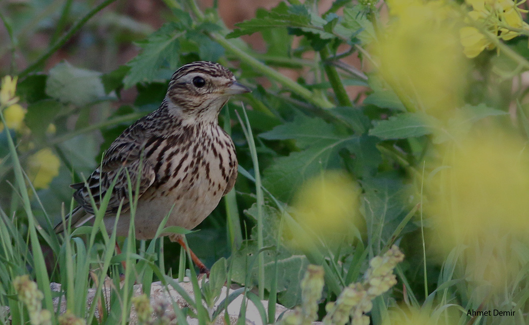 Eurasian Skylark
